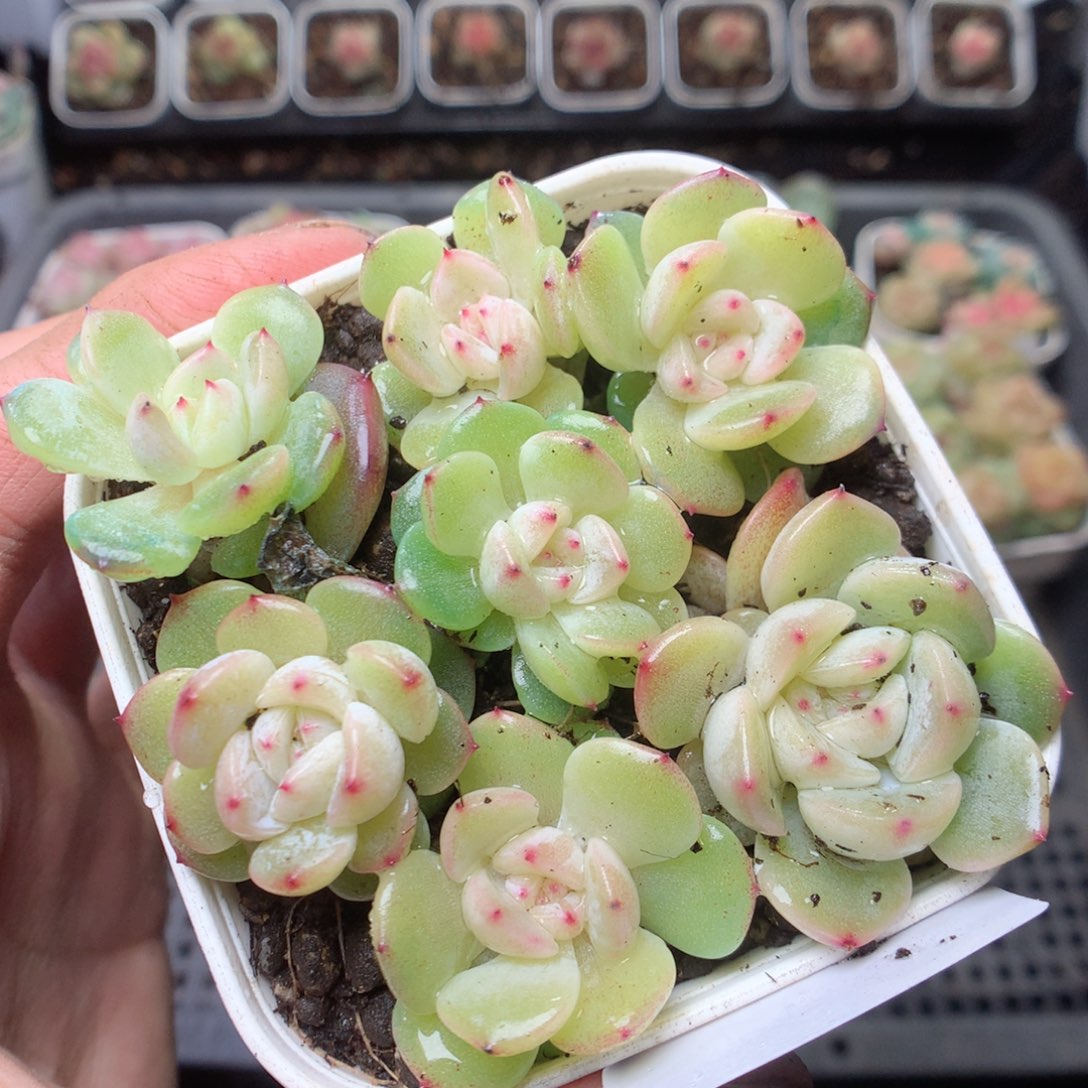 无花朵E106。果冻甜心yyyyyyu