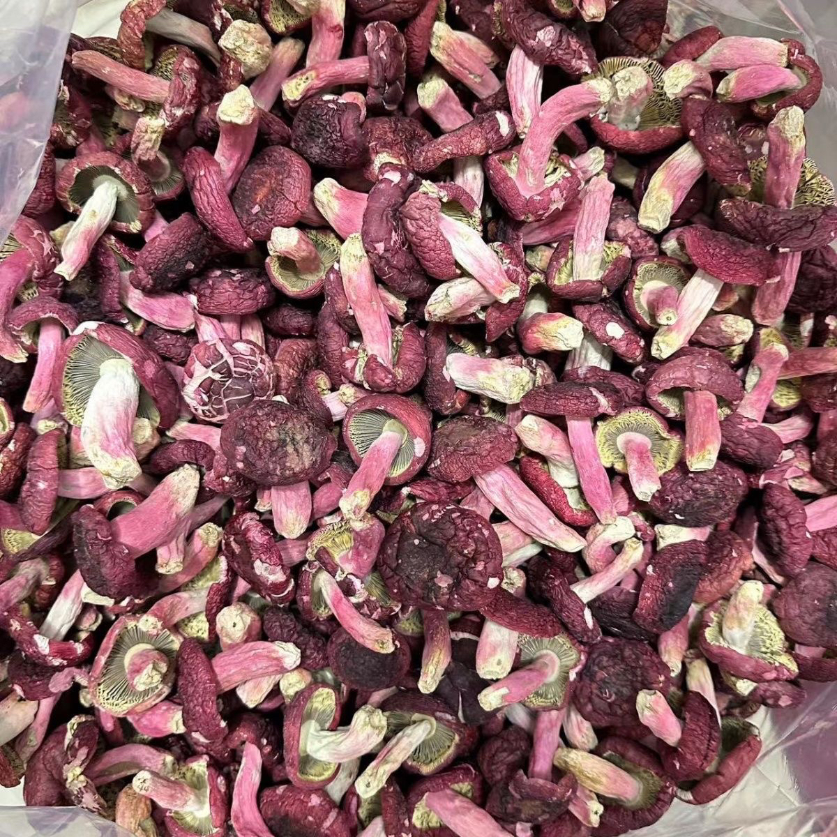 广西浪水蓝底红菇月子菇送礼推荐可礼盒不支持试吃