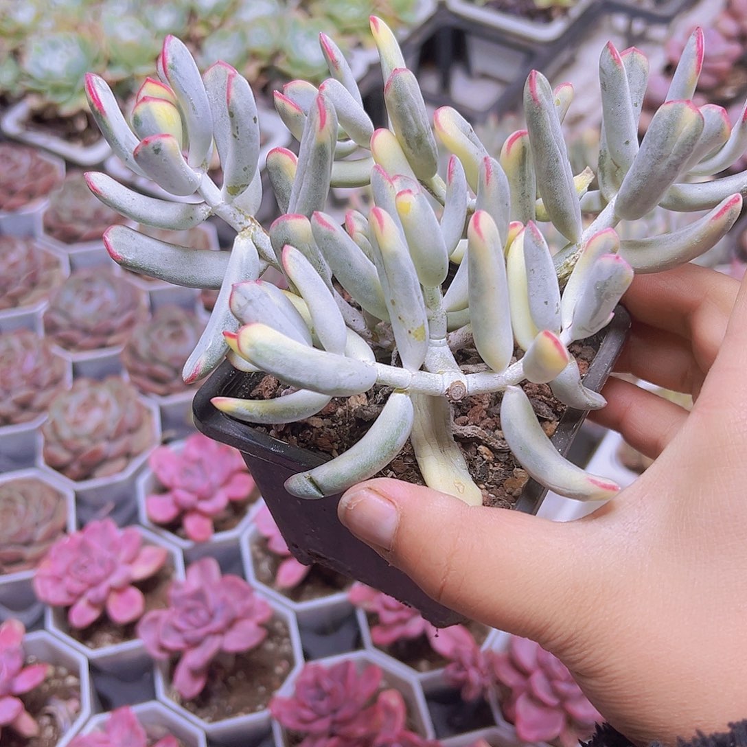 老桩大棒叶福娘锦托土发货19包邮