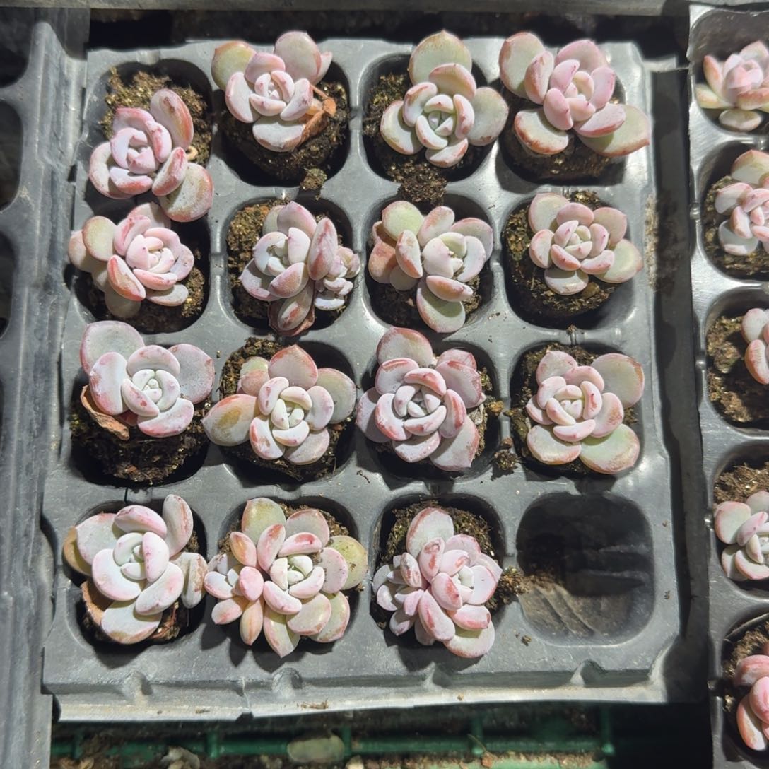 小鱼一物一拍专拍