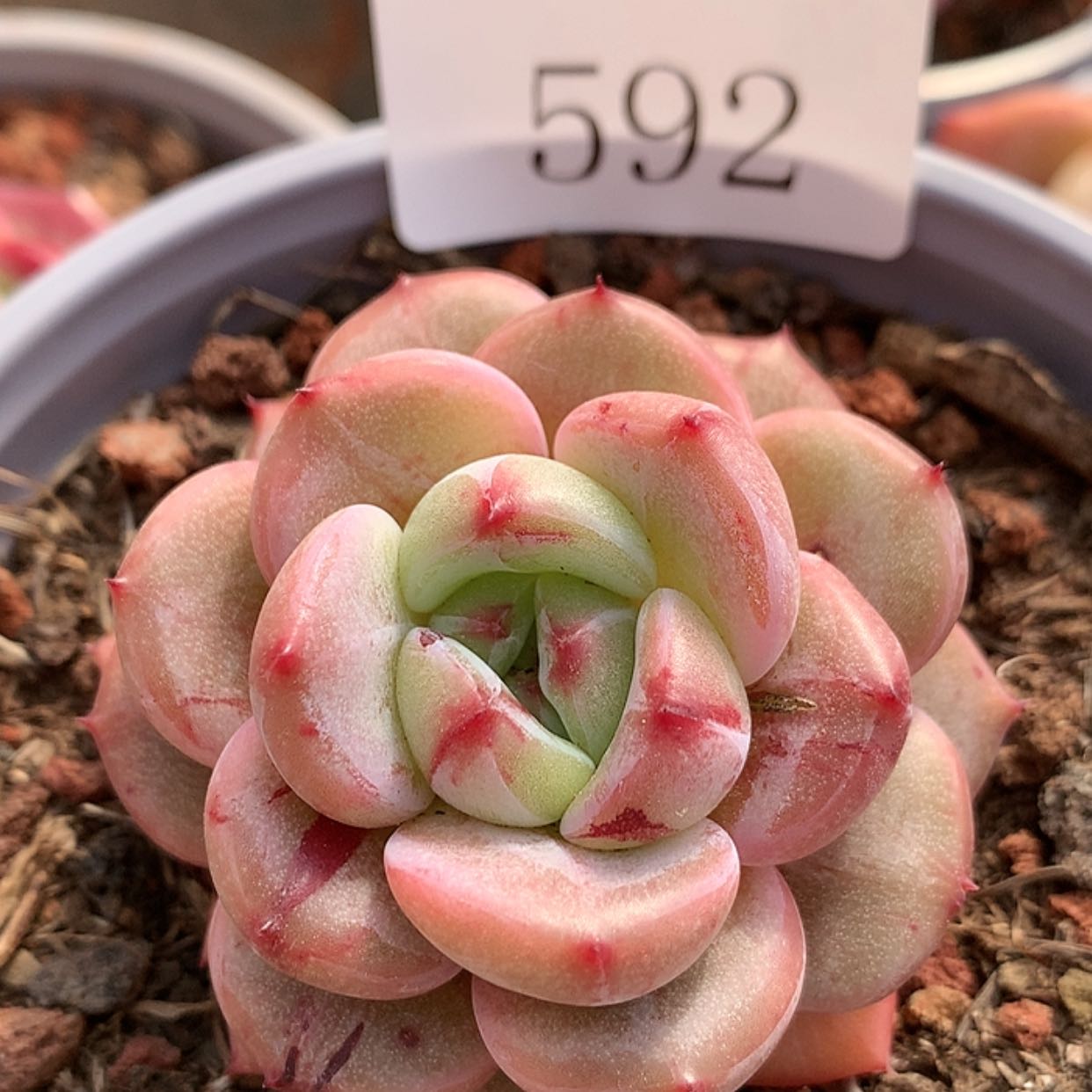 【闪购商品】云592号