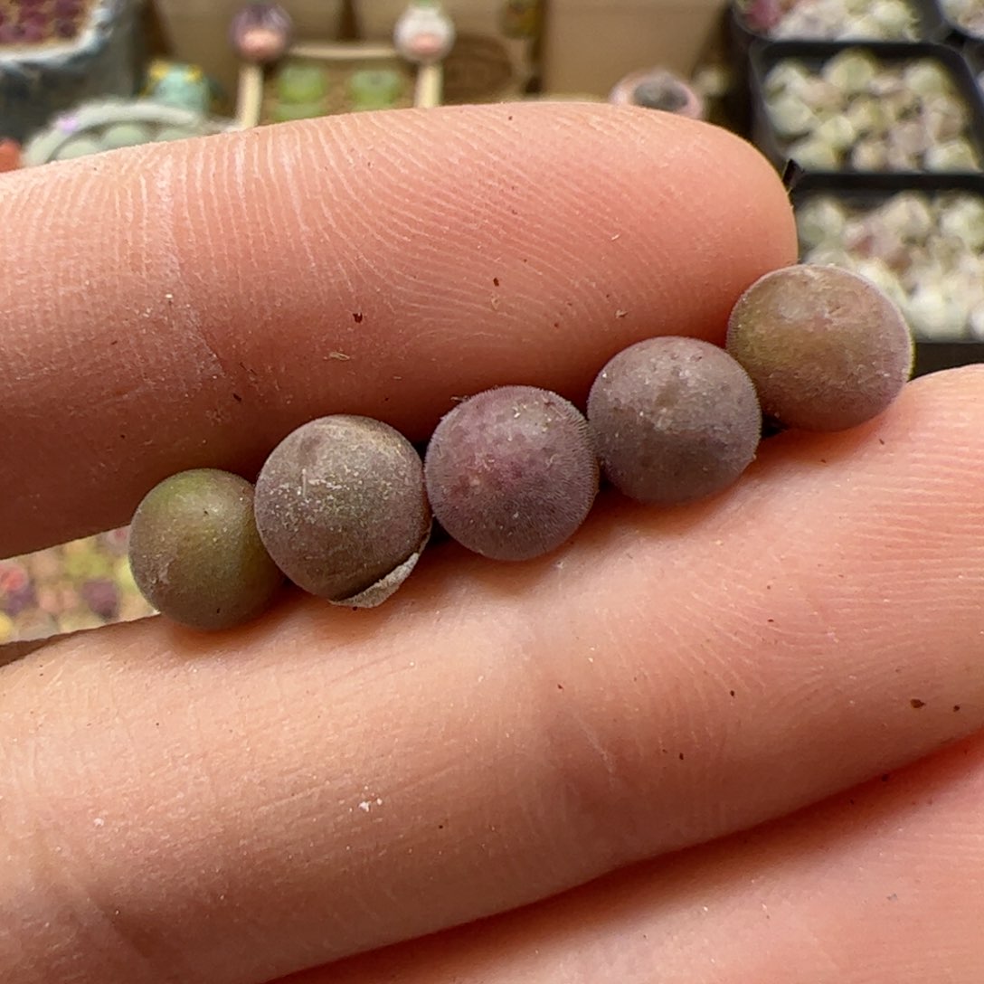 【闪购商品】256 空蝉x5