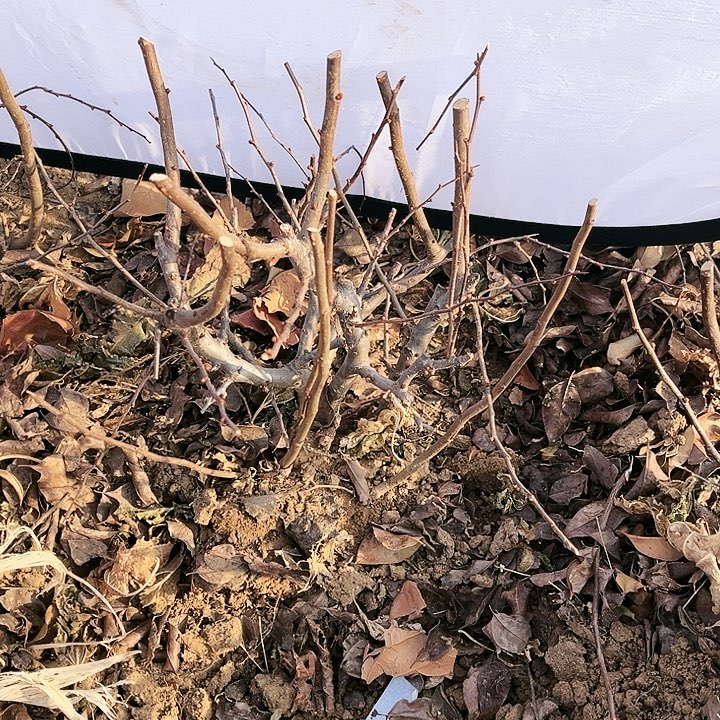 天***马无花朵无花朵无果实栽培后开花