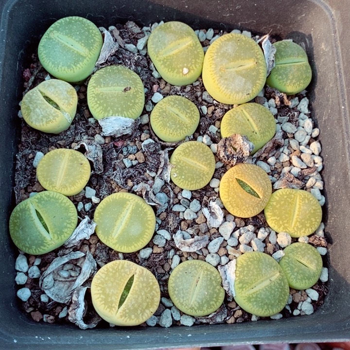 我的小姐姐们都是我751