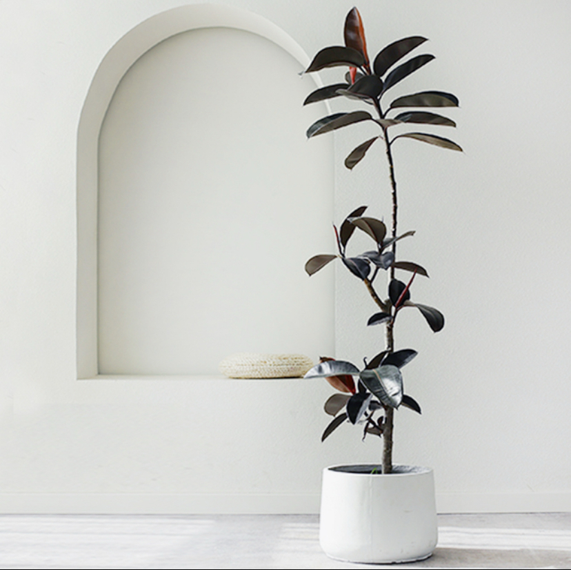 橡皮树黑金刚大气盆栽室内外绿植绿植盆栽北欧风客厅高档好养耐活