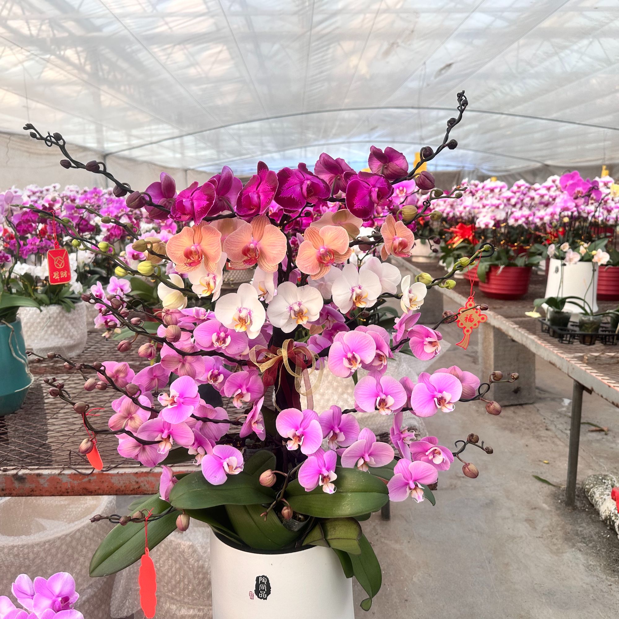 【蝴蝶兰】带花苞花期长年宵花观赏花卉送礼佳品包对版