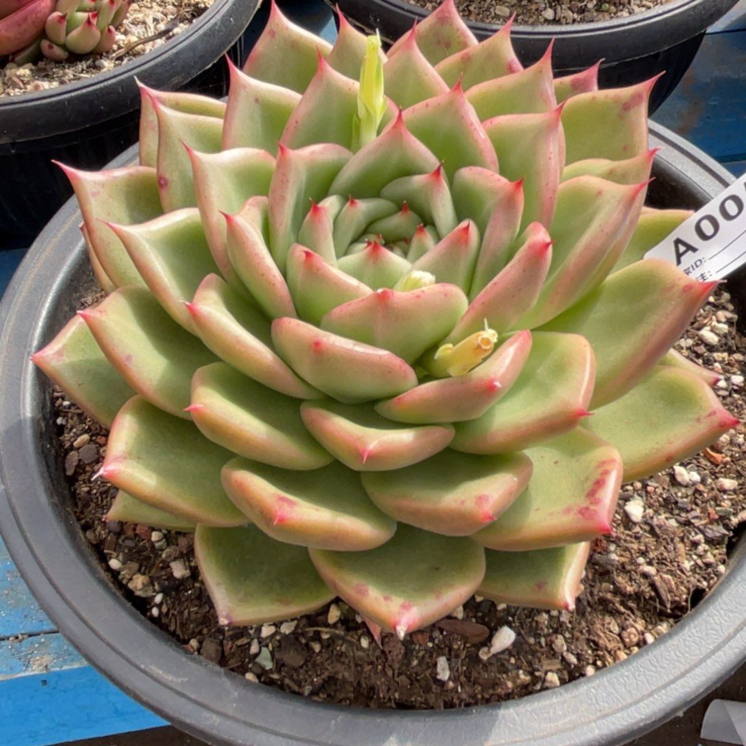 无花朵若茹东云单拍A005