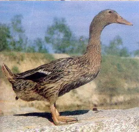 金锭鸭整鸭肉肉质鲜美多汁30个