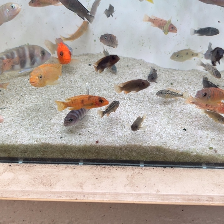 海水鱼三湖慈鲷，热带淡水鱼