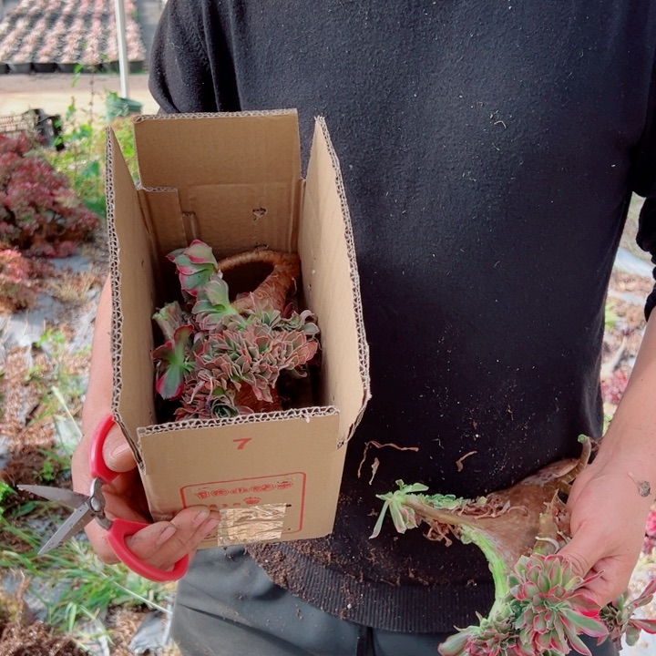 砍头苗醉话5个多肉法师