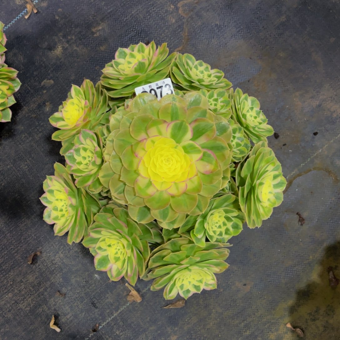 大***997300火龙果福利一颗