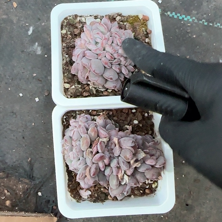 心****师青蛙王子儿童牙膏111