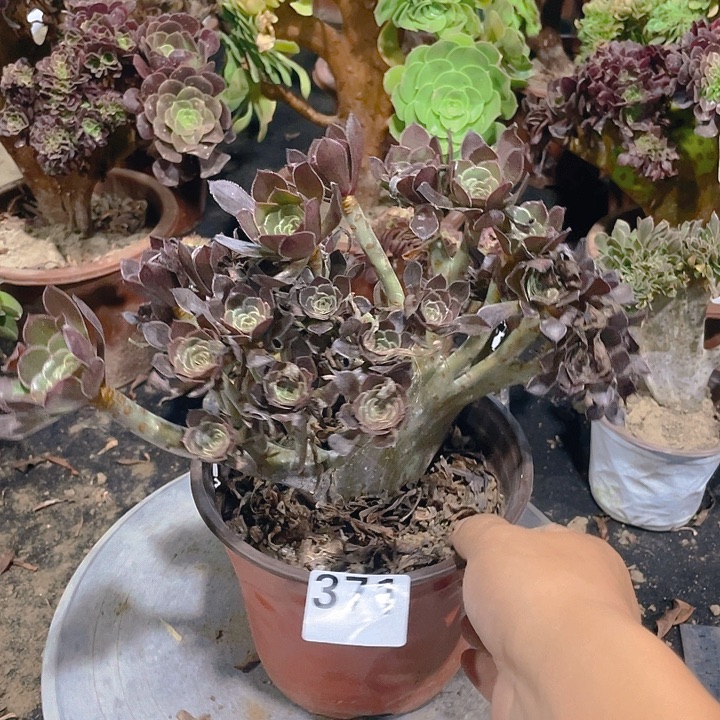 371灰缀整板朵朵精品