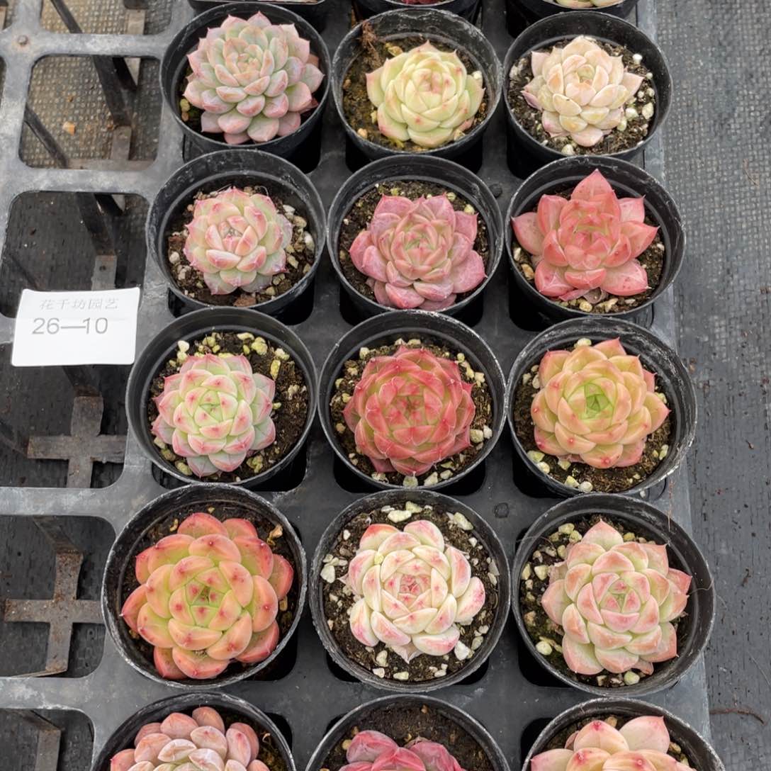 一物一拍18棵26-10