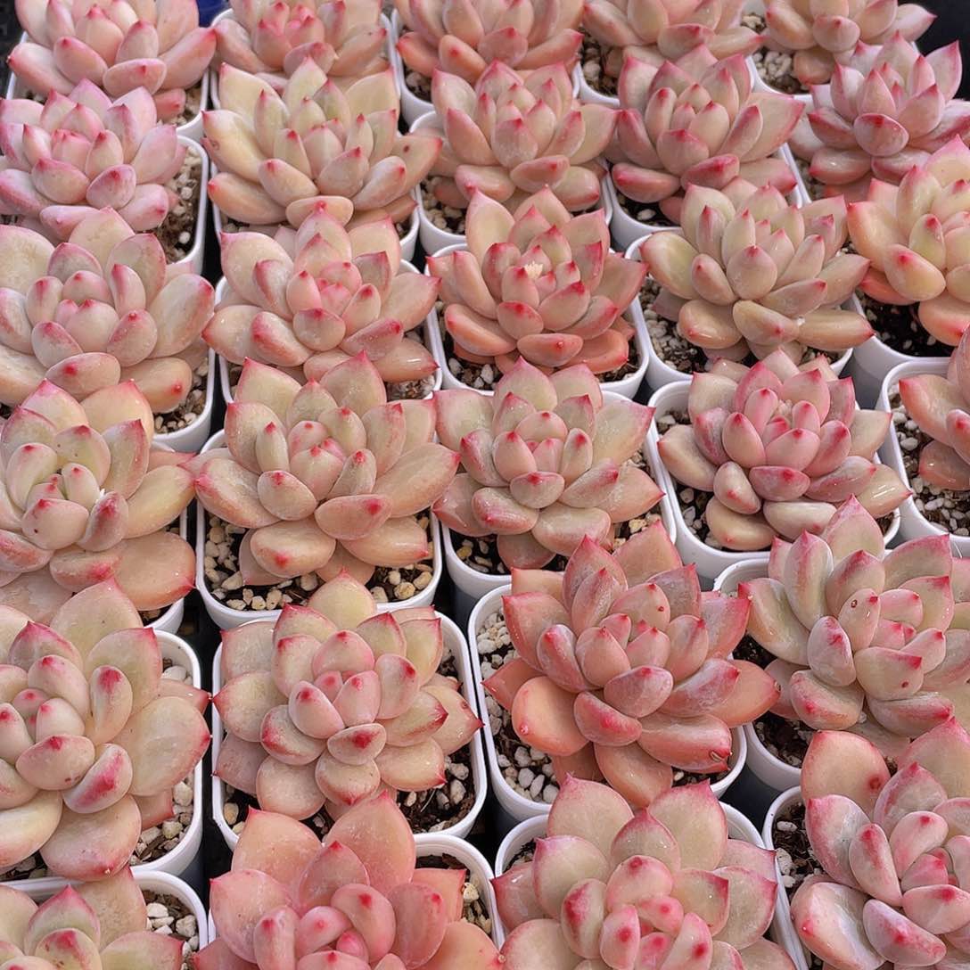 量拍111号 香克斯美人单头一个