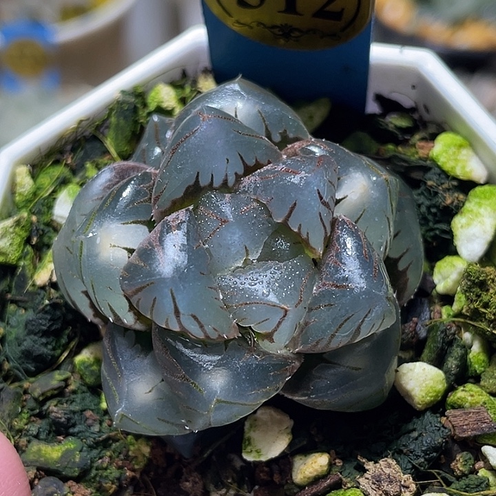 ༀ****512皓月玉露特选福利