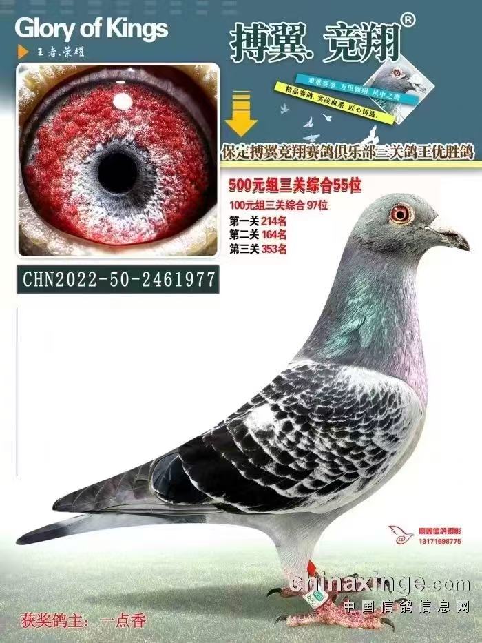 种鸽成绩鸽血统鸽