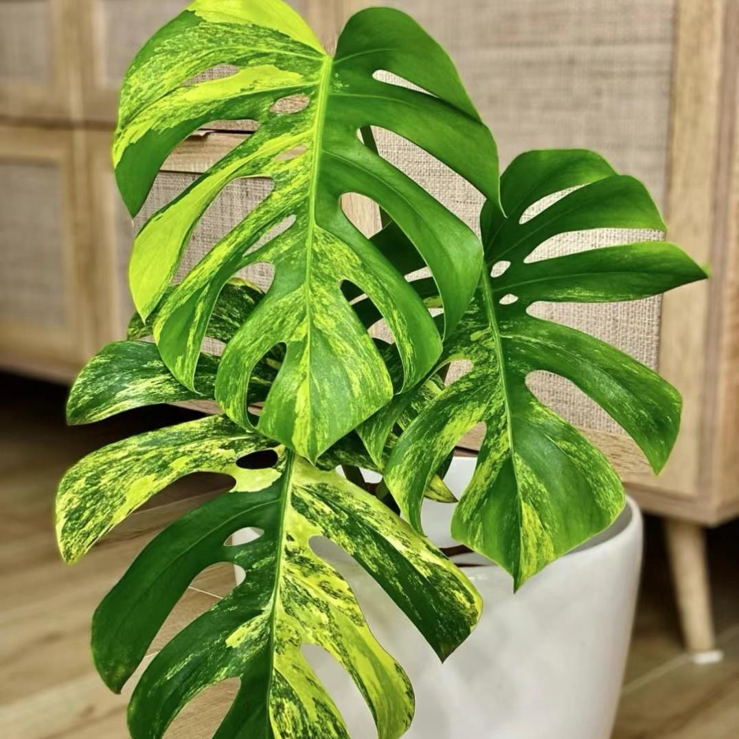 琪琪热植 长颈黄龟切断 福利