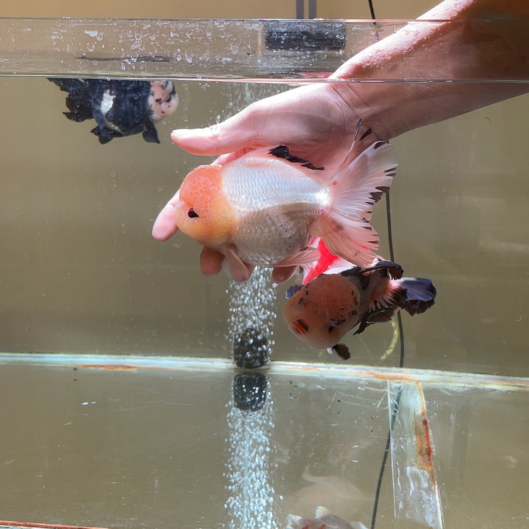 海水鱼原泰玛丽京东到付