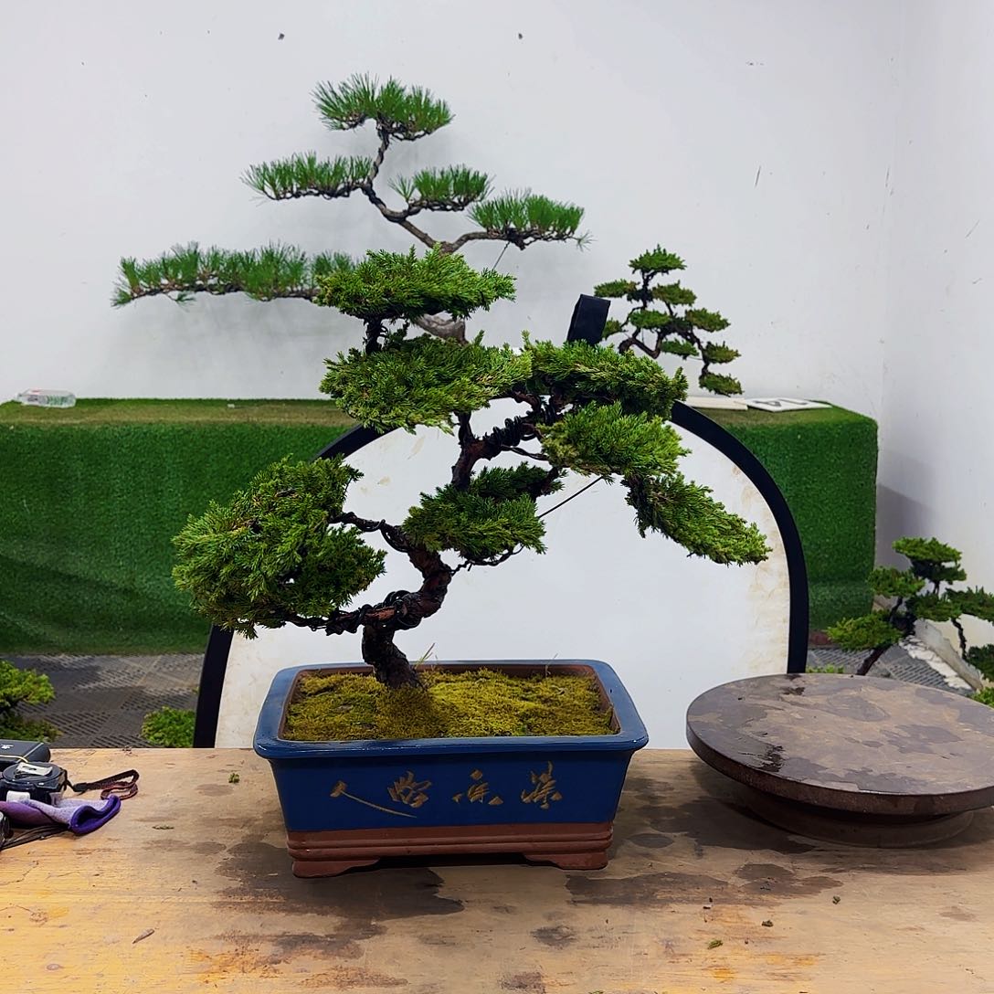 盆景盆景盆景盆景