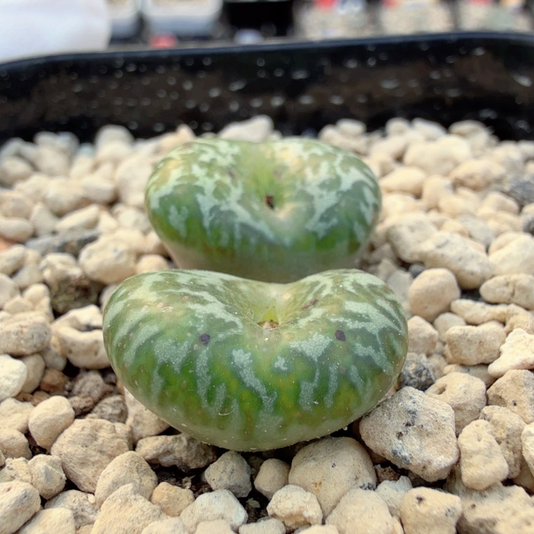 绿松花安贞 1-2-L13