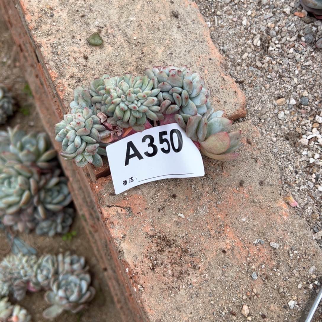 追****350 多肉多肉多肉多肉多肉多肉