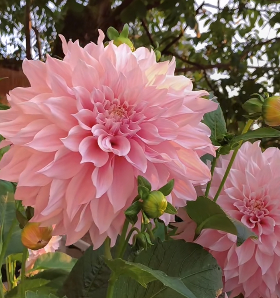【桃花艳艳】巨型花大丽花盆栽地栽好种植好养护