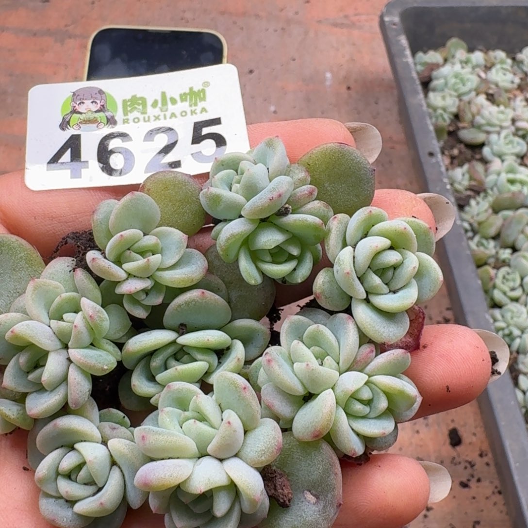 多肉植物多肉植物