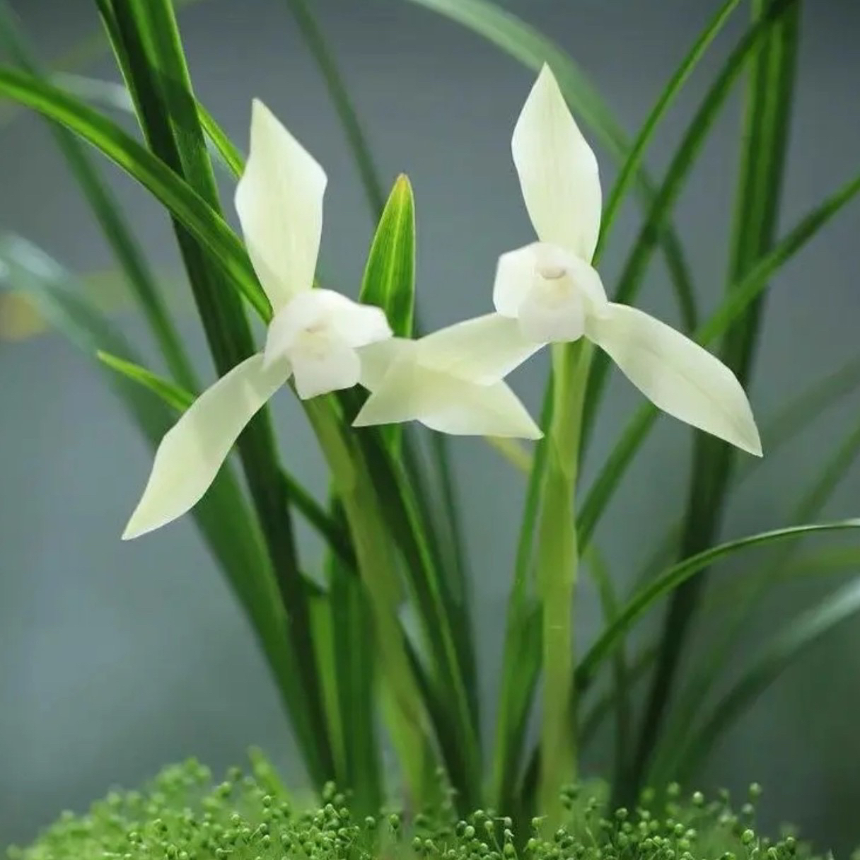 云南奇花异草123