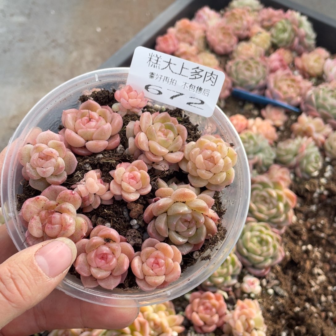 糕大上多肉植物672