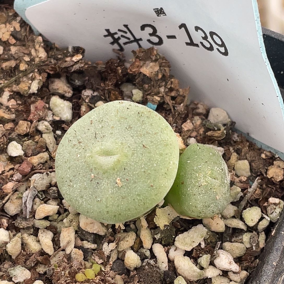 3-139毛钮扣多肉植物