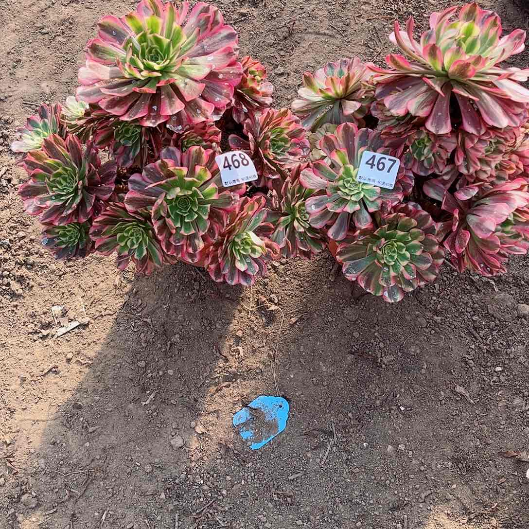 无花朵多肉植物组合468