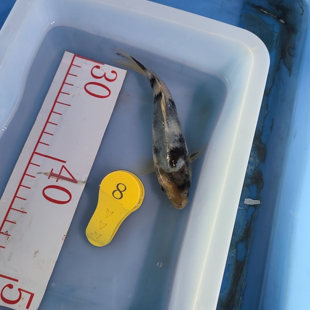 海水鱼红白大正昭和菲血白写