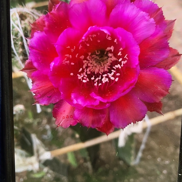 丝牡丹侧芽5公分以上满18包邮