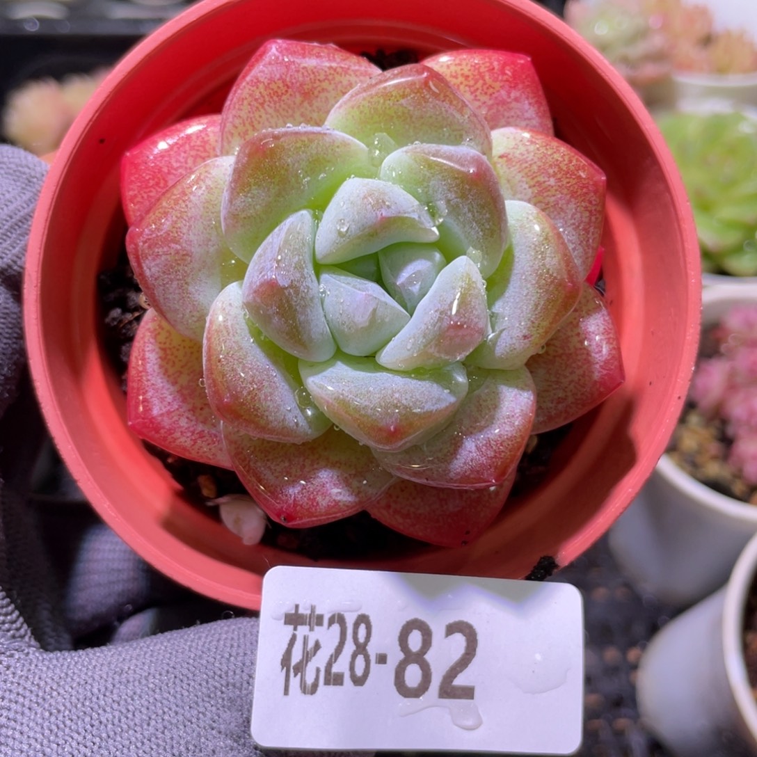 花利美28-82冰玉 