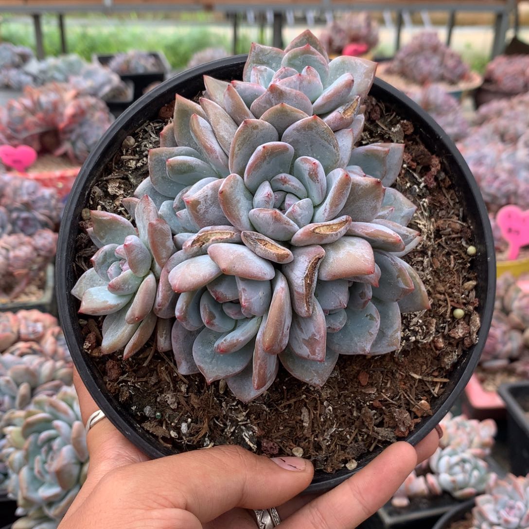 七头石榴籽无砍花花