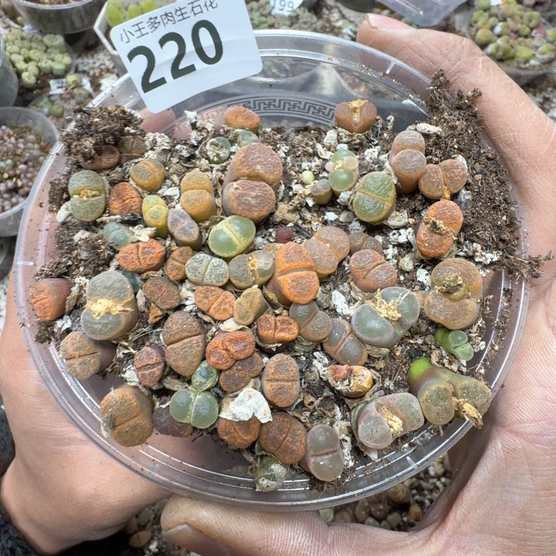 220。风铃一盒多肉植物