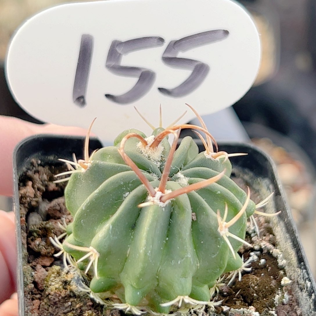 实生龙剑丸仙人球