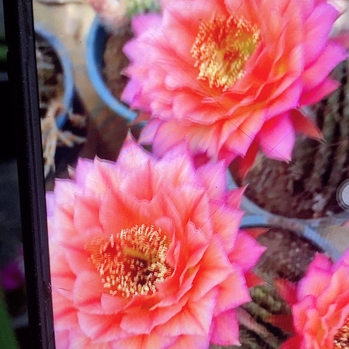 立夏带根7厘米高毛花柱