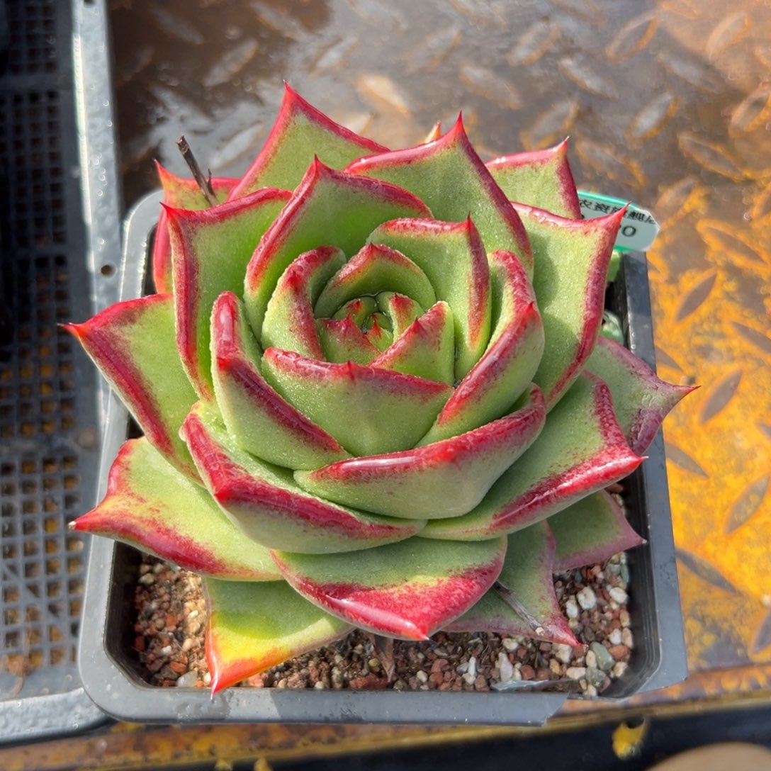 多肉一物一拍0113.90