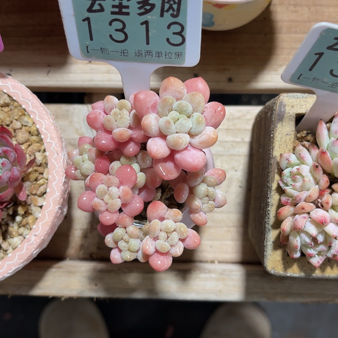 仙***阁云尘多肉一物一拍 不含盆 1313,