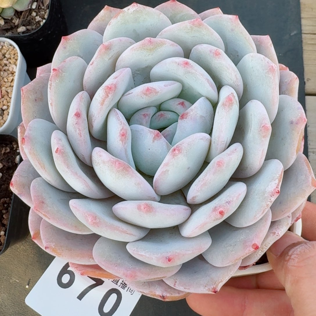 奶盖         精品多肉