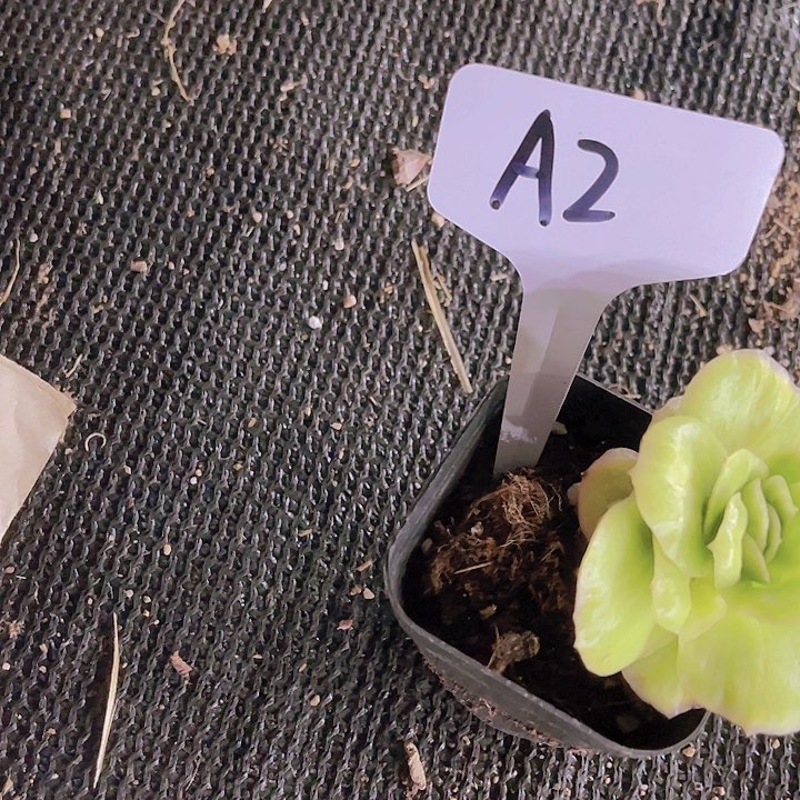 精品A2油皮大波菜多肉