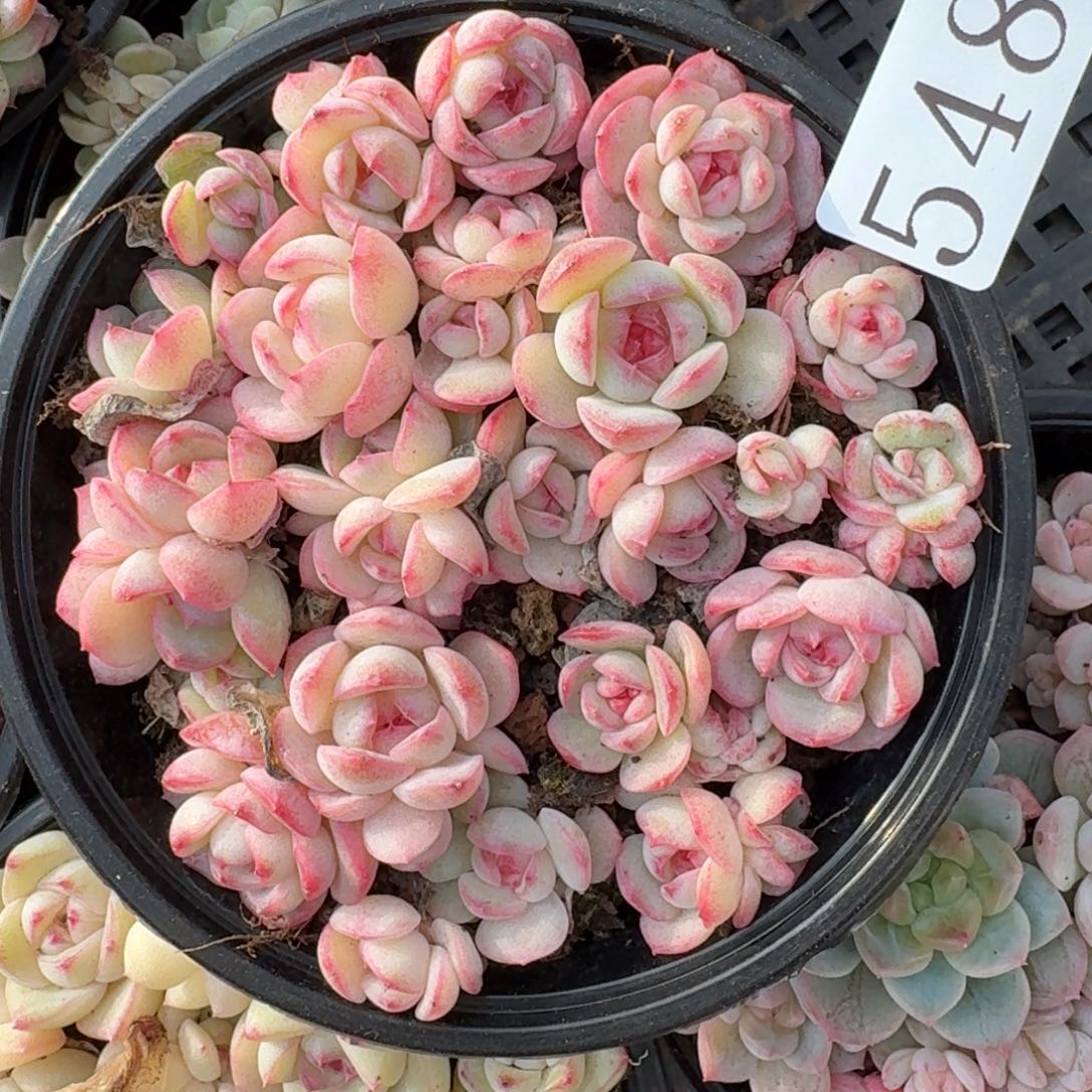 多肉植物多肉植物548