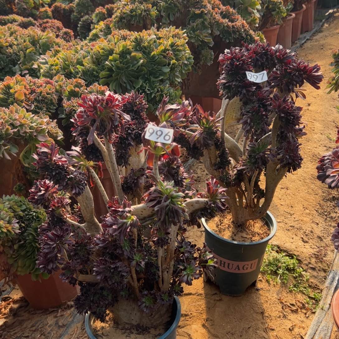 一***了有伤两颗996.997黑缀