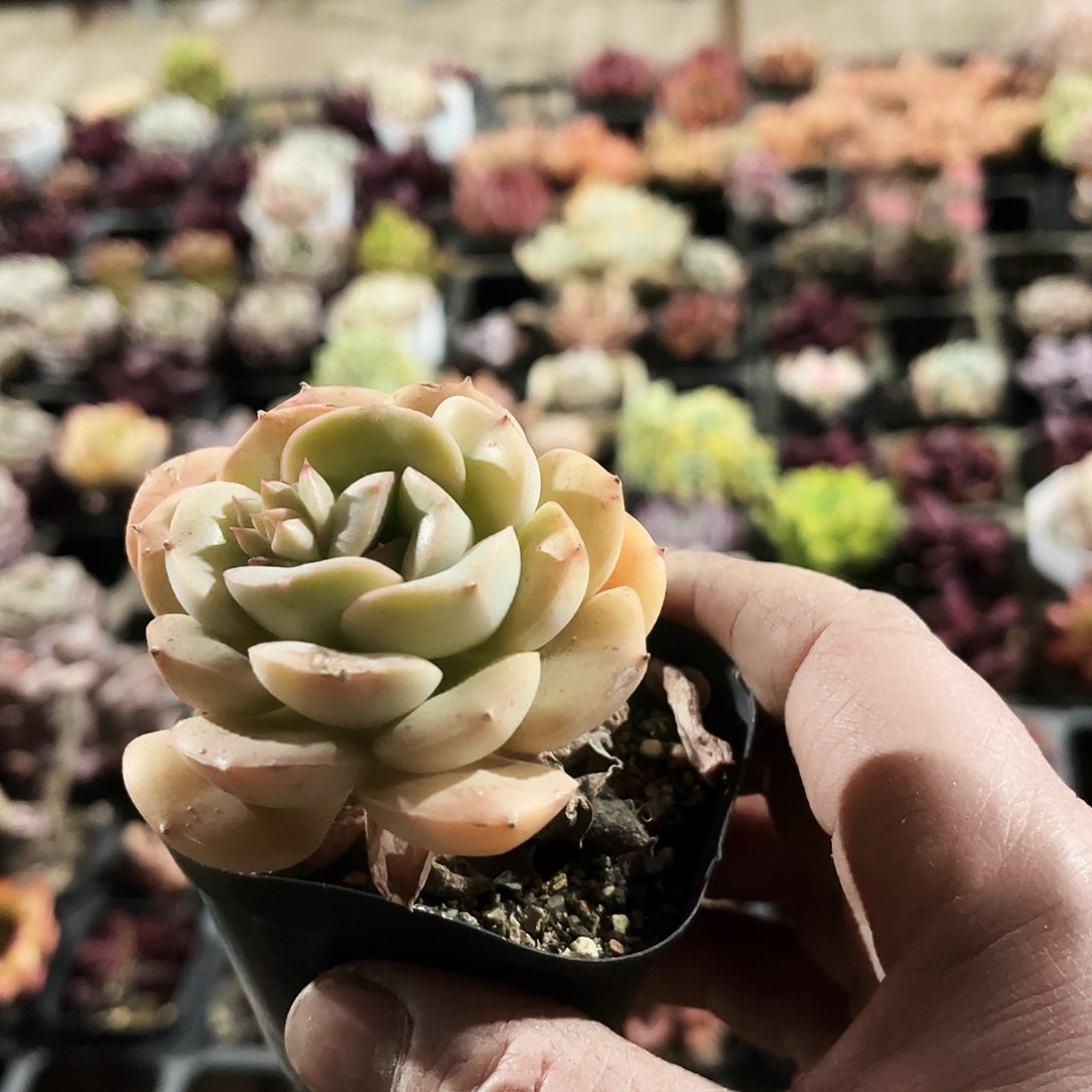 王**?266多肉植物提取萃取剂系列