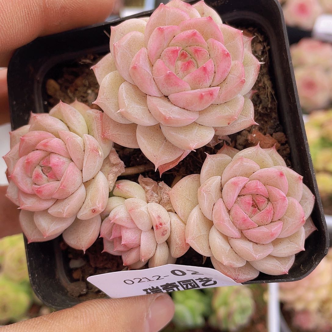 00000000000002量拍