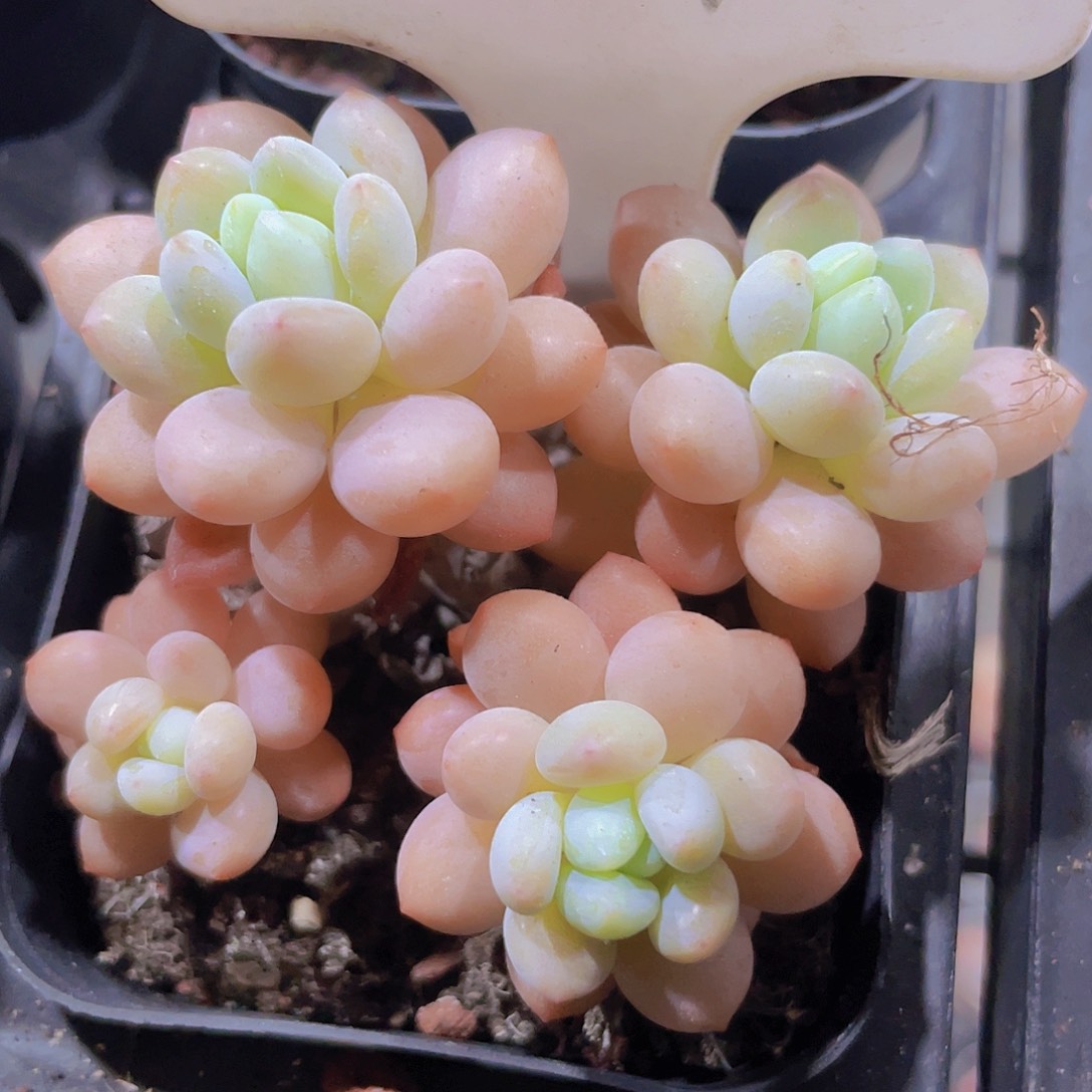 达芙妮e081一物一拍