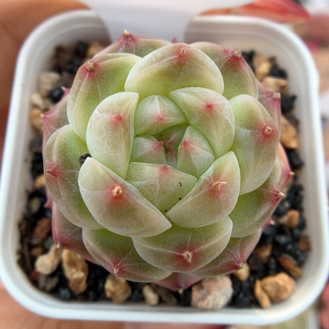 透心珍妮可拍548号。  