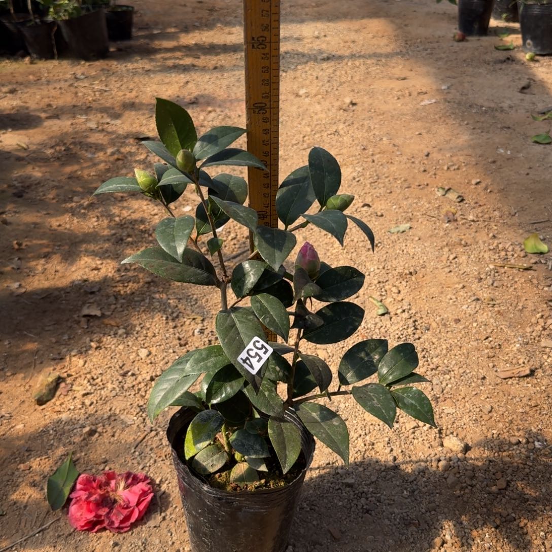 少量花朵（建议范围：2朵-5朵 或40%以下）554乌马克